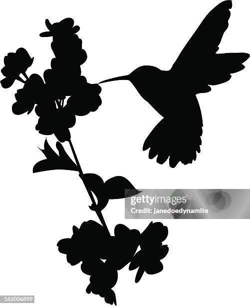 hummingbird - hummingbird stock illustrations