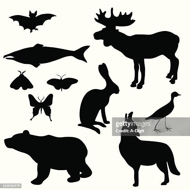 bear bat jack rabbit vector silhouette - roadrunner coyote stock illustrations