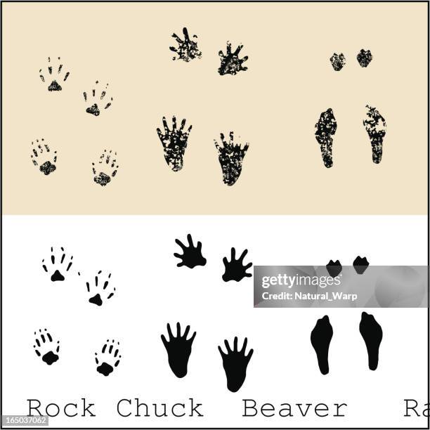 illustrations, cliparts, dessins animés et icônes de rock chuck-beaver-lapin - beaver