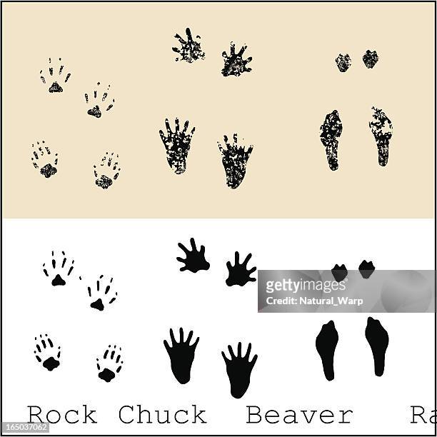 ilustrações de stock, clip art, desenhos animados e ícones de rock mandril de castor coelho - castor