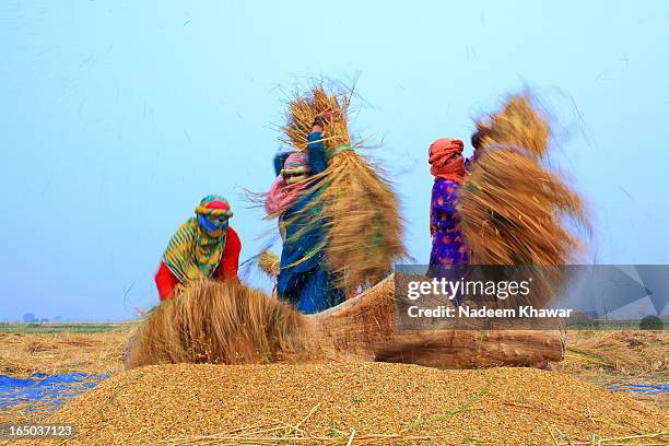 Women Threshing paddy at fields, Punjab Pakistan.Punjabi women works with family and earn money to share their families expenses.