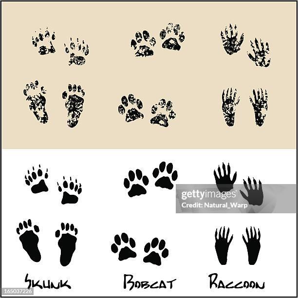 ilustraciones, imágenes clip art, dibujos animados e iconos de stock de mofeta-bobcat de mapache - wildcat animal