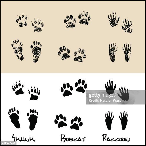 stockillustraties, clipart, cartoons en iconen met skunk - bobcat - raccoon - cat paws up