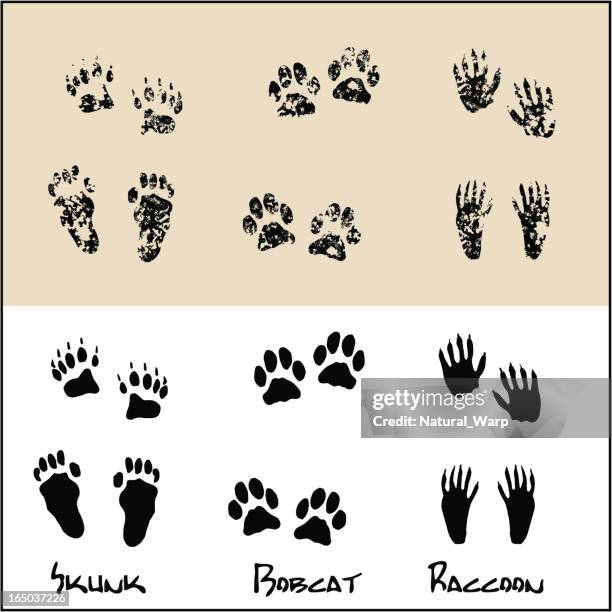 stockillustraties, clipart, cartoons en iconen met skunk - bobcat - raccoon - printout