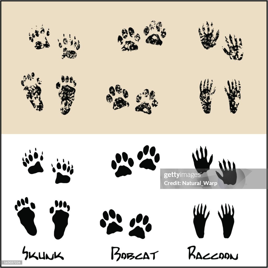 Skunk - Bobcat - Raccoon