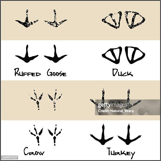 duck - crow - turkey - ruffed goose - crow bird 幅插畫檔、美工圖案、卡通及圖標