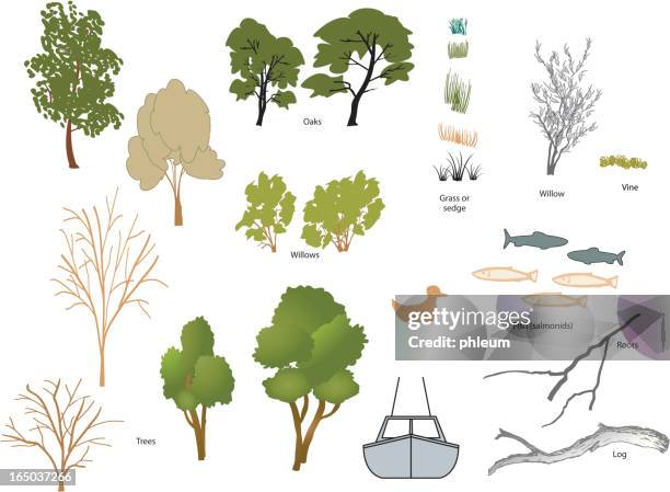 vector trees, fish, and boat - willow tree stock illustrations