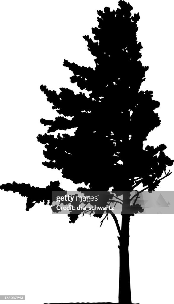 Pine, Vector
