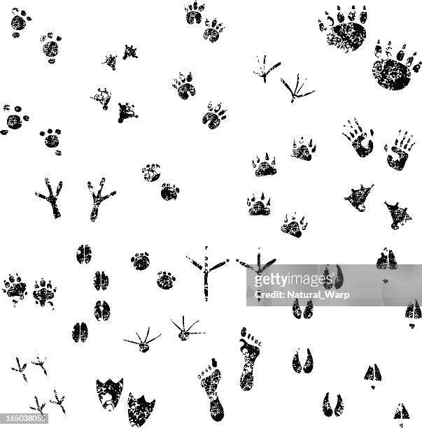 grunge footprints set  01 - animal wildlife stock illustrations