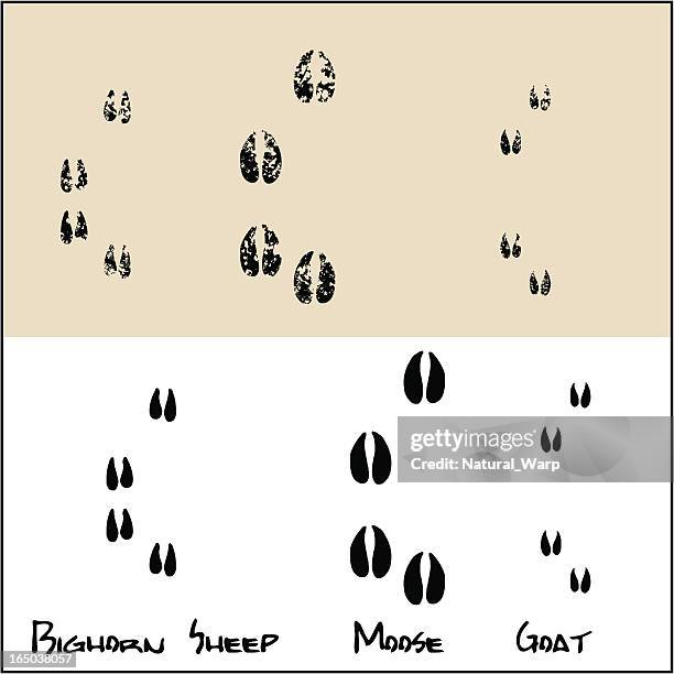 illustrazioni stock, clip art, cartoni animati e icone di tendenza di pecora dalle grandi corna di alce-capra - animal track