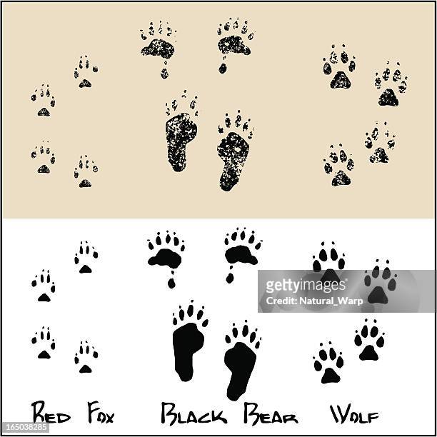 red fox-black bear-wolf - bear paw print stock-grafiken, -clipart, -cartoons und -symbole