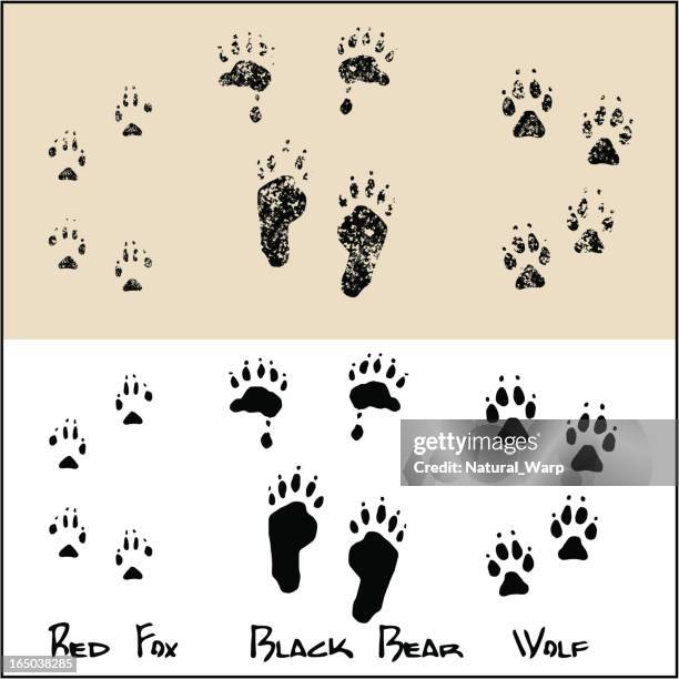 red fox - black bear - wolf - fox paw stock illustrations