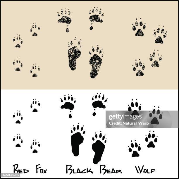 red fox - black bear - wolf - black fox stock illustrations