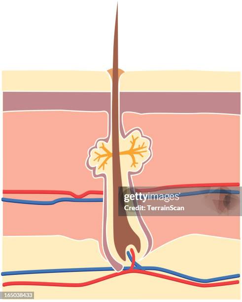 vektor-illustration der haut, ohne akne - skin scab stock-grafiken, -clipart, -cartoons und -symbole