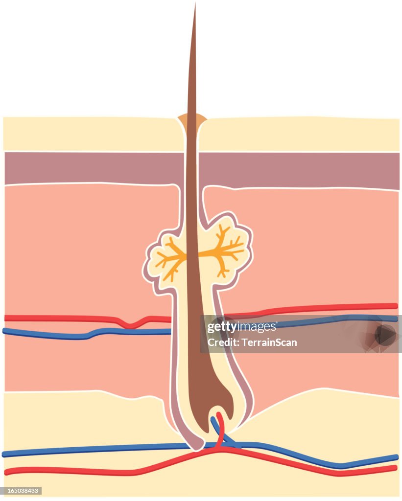 Vector illustration of Skin without Acne