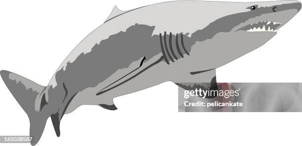 illustrations, cliparts, dessins animés et icônes de requin - requin tigre des sables