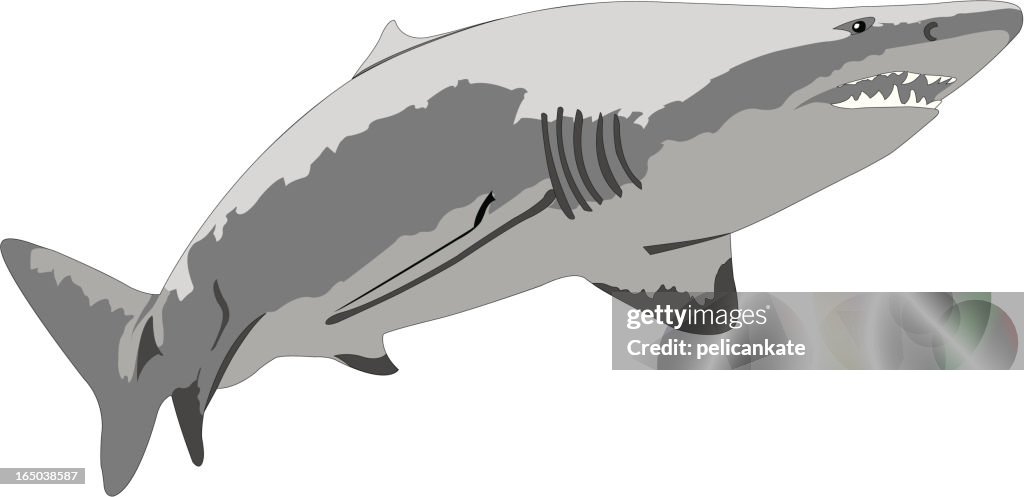 Shark