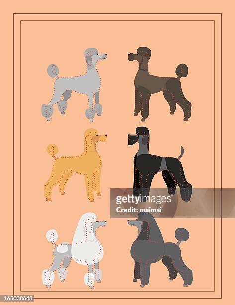 pudel-professionelle hund pflege tabelle - standard poodle stock-grafiken, -clipart, -cartoons und -symbole