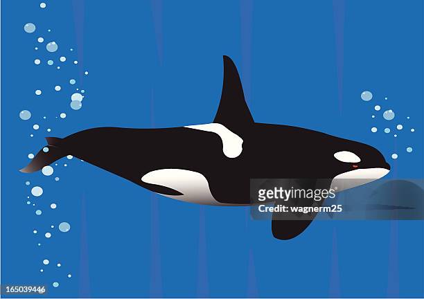 ilustraciones, imágenes clip art, dibujos animados e iconos de stock de whalle asesino ii - killer whale
