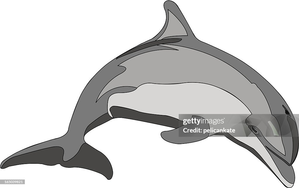 Bottlenose Dolphin