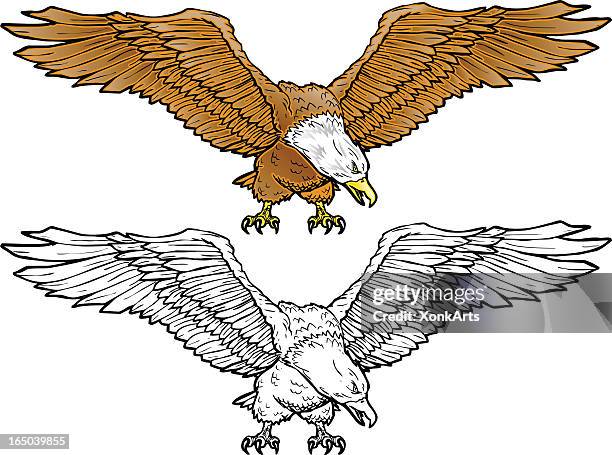 bald eagle spread - spread wings stock illustrations