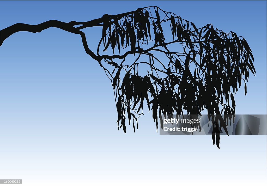 Tree branch