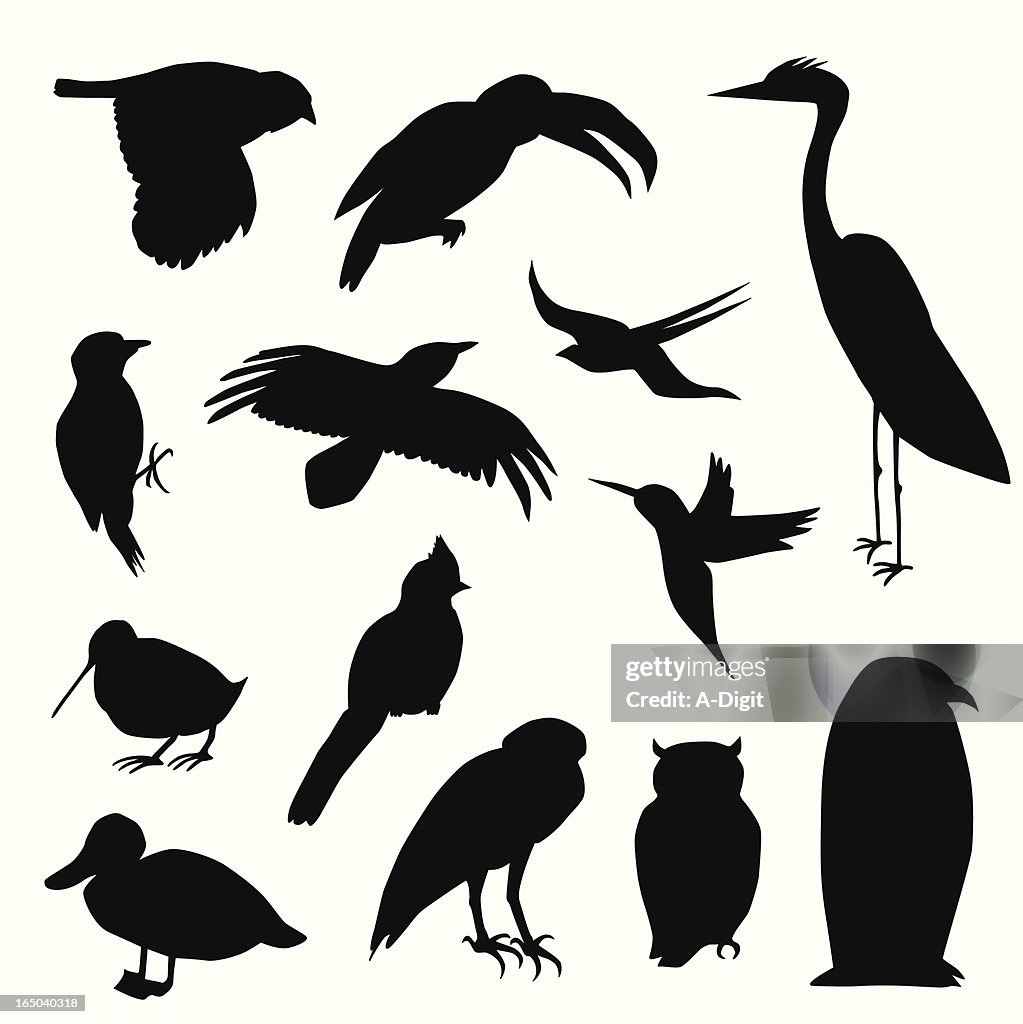 WildBirds