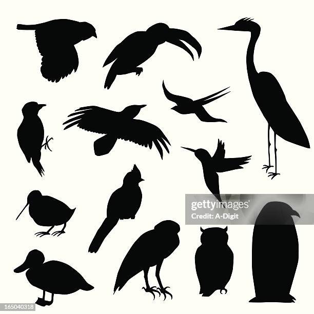 wild birds vector silhouette - cardinal bird 幅插畫檔、美工圖案、卡通及圖標