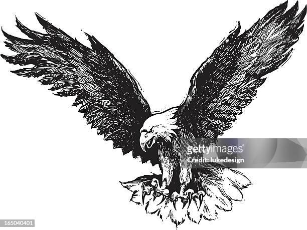 weißkopfseeadler eagle - bald eagle stock-grafiken, -clipart, -cartoons und -symbole