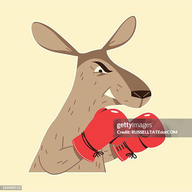 boxing kangaroo - boxing kangaroo stock illustrations