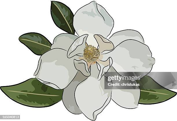 stockillustraties, clipart, cartoons en iconen met magnolia (vector) - magnolia stellata