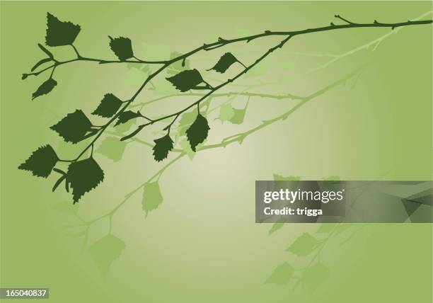 silver birch in spring - birch leaf stock illustrations