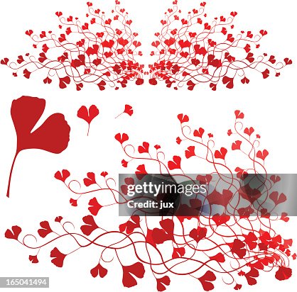 Gingko - vector Gingko - vector