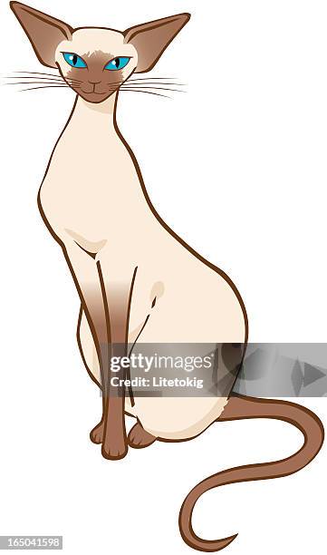 illustrazioni stock, clip art, cartoni animati e icone di tendenza di siamese - gatto siamese