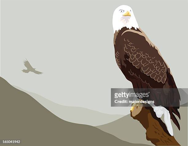 soon eagle - eagle flying stock illustrations