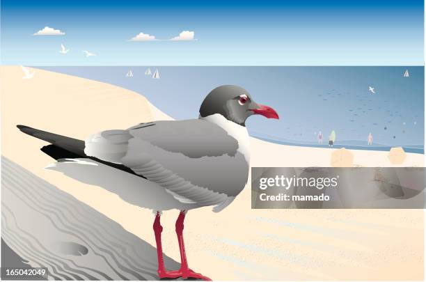 vantage point: laughing gull - ocean view stock illustrations