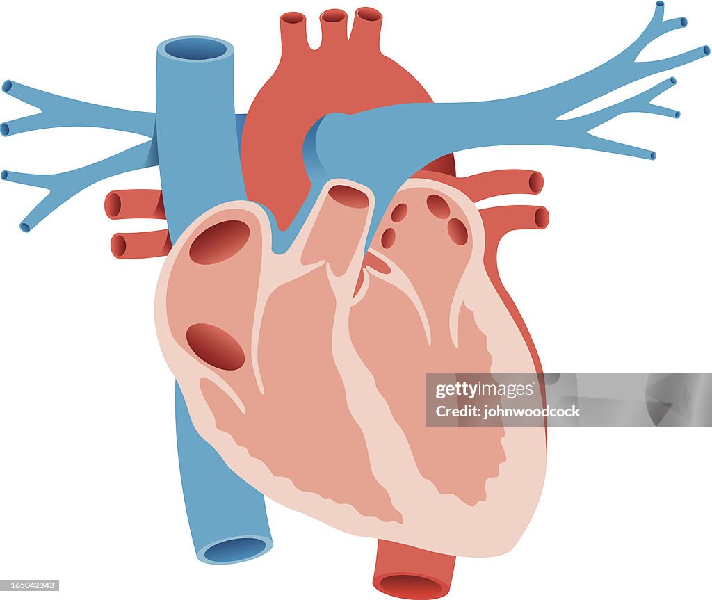 Heart