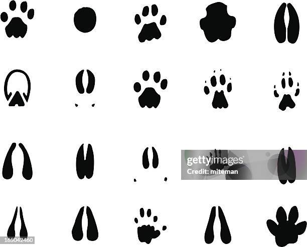 african foot prints - african buffalo stock illustrations