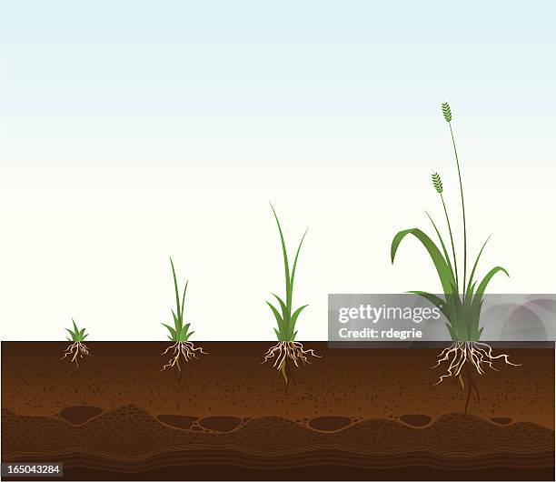 growing plant - soil cross section stock illustrations