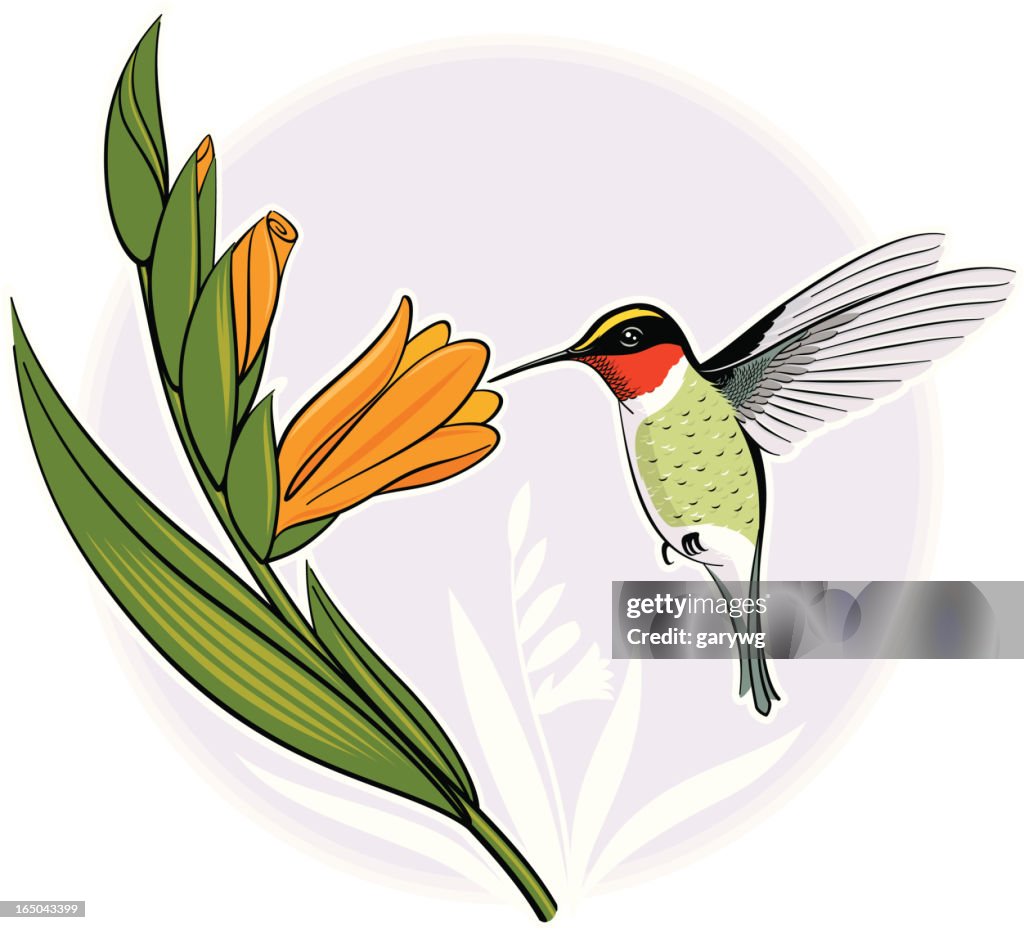 Beija-flor