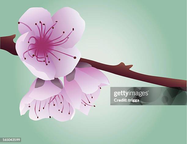 spring blossom - spring trees buds stock illustrations