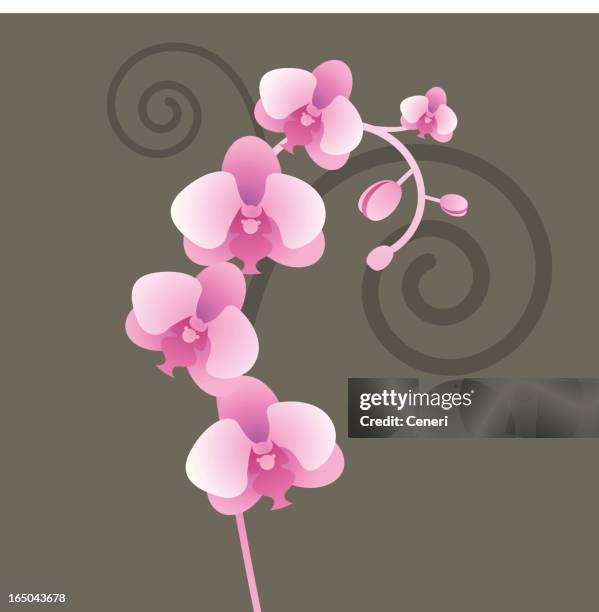 orchid vine - orchids stock illustrations