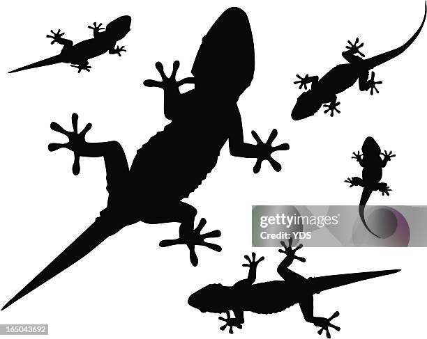 gecko (vector) - gecko stock illustrations