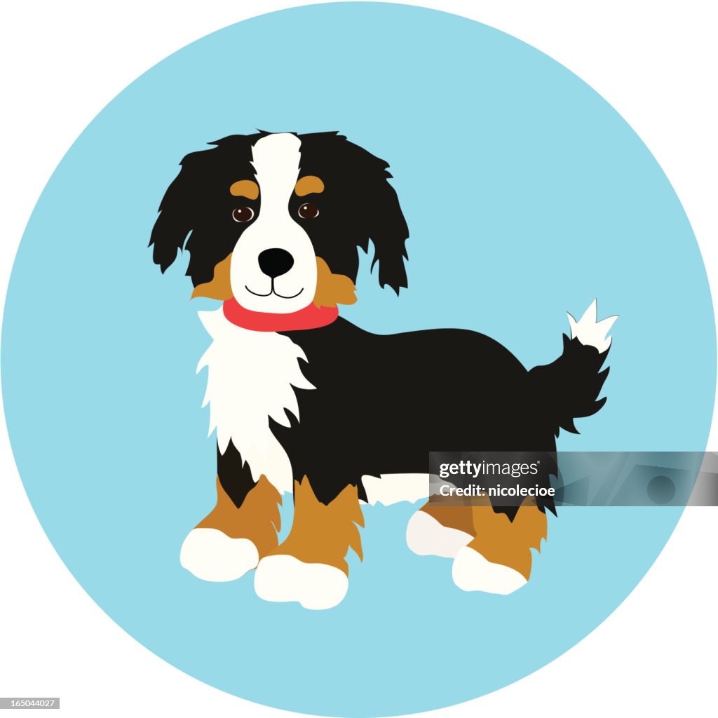Bernese Puppy