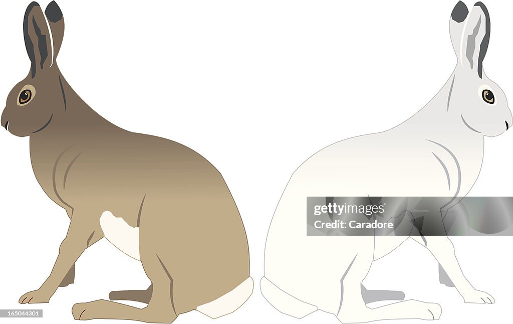 Hares