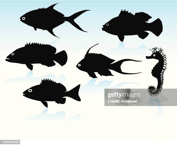 fisch-silhouetten - zackenbarsch stock-grafiken, -clipart, -cartoons und -symbole