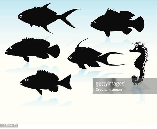 ilustraciones, imágenes clip art, dibujos animados e iconos de stock de siluetas de peces - mero