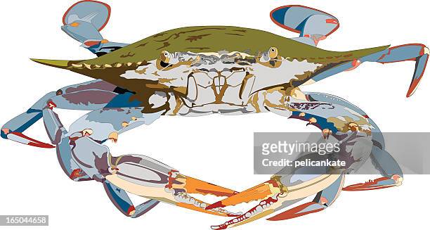 stockillustraties, clipart, cartoons en iconen met blue crab illustration - blauwe zwemkrab