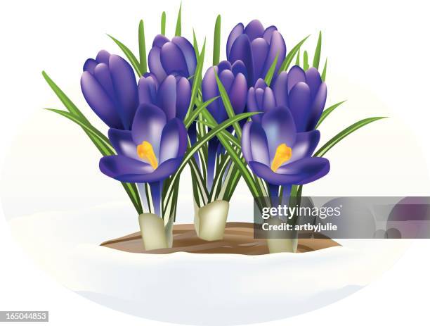 crocus in snow - crocus stock illustrations