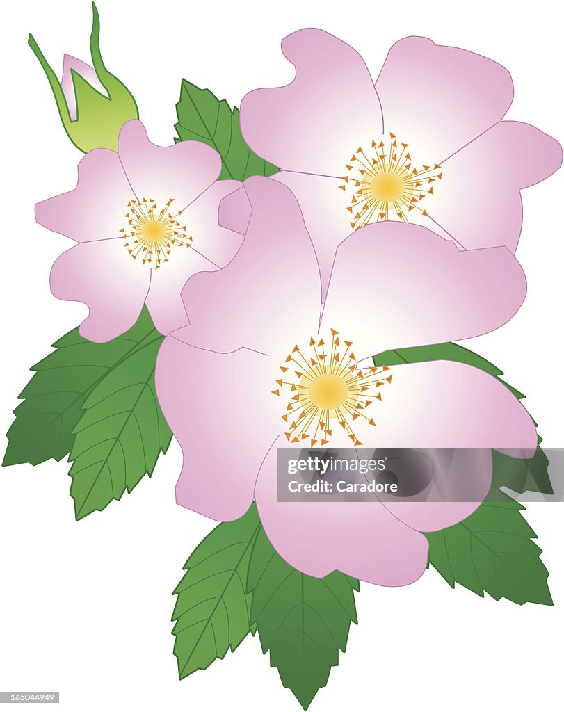 Dog Rose
